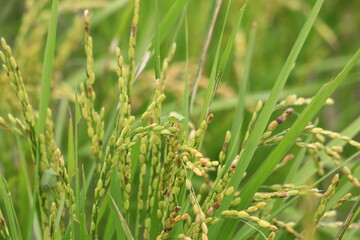 実った稲にとまるカメムシ