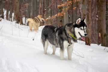 Naklejka premium A stoic Siberian Husky, bundled up in a harness and collar, gazes out from a snowy mountain pass
