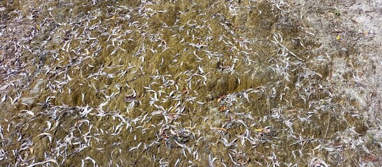 White leaves on the hill background