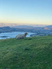 Sheep and baby lamb sitting on the Mount Roy, Roys peak in Wanaka, South Island, New Zealand 