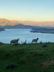 Obraz premium Sheep and lambs on the Mount Roy, Roys peak in Wanaka, South Island, New Zealand 