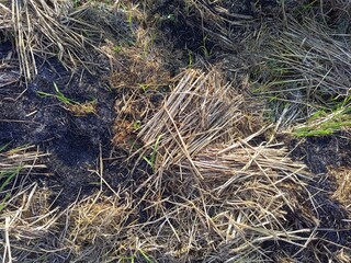 Obraz premium Dry grass background close up, at noon