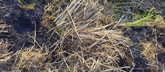 Dry grass background close up, at noon
