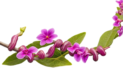 Graceful Arching Branch of Snail Vine (Vigna caracalla) Flowers and Spiraled Buds Isolated on Transparent Background
