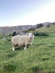 A sheep walking on the Mount Roy, Roys peak in Wanaka, South Island, New Zealand. Sheep on the...