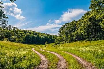 Scenic Country Road Through Lush Green Forest Under Clear Blue Sky - Tranquil Nature Landscape