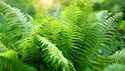 Lush green ferns in sunlight