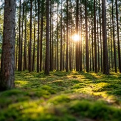 Fototapeta premium A serene forest scene featuring tall trees and soft sunlight filtering through the leaves, with vibrant green moss covering the ground.