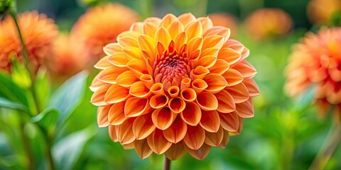 Vibrant orange dahlia in full bloom, flower, close-up, nature, garden, petal, beautiful, bright, colorful, floral, vibrant, blossom