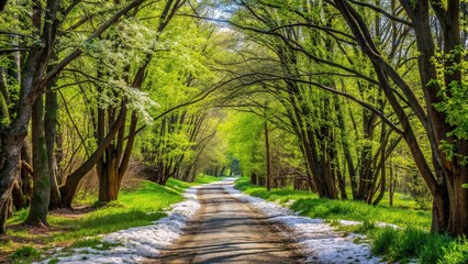 Fototapeta premium Spring forest path with remnants of snow, lush greenery, and budding trees , nature, landscape, forest, spring, path