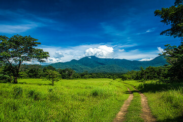 Fototapeta premium Scenic Country Road Through Lush Green Forest Under Clear Blue Sky - Tranquil Nature Landscape