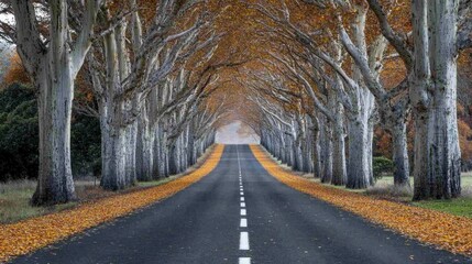 Serene Roadway Flanked by Autumn Trees
