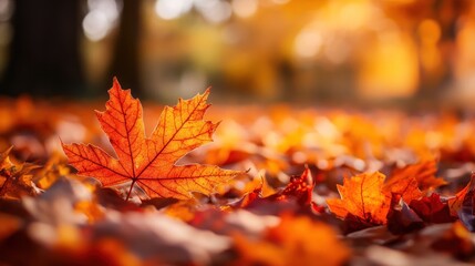 Autumnal Leaves in Golden Light