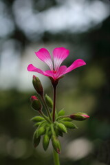 木漏れ日の中のピンクのアイビーゼラニウム