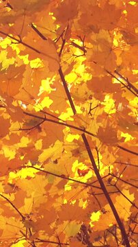 Vertical video of a beautiful golden autumn leaves, autumn background