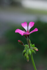 木漏れ日の中のピンクのアイビーゼラニウム