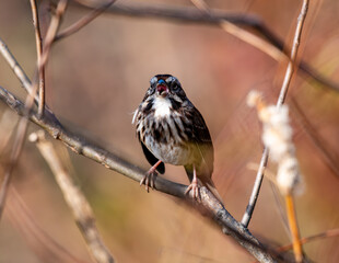 sparrow on a branch