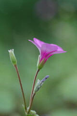 緑の中のピンクのイモカタバミ