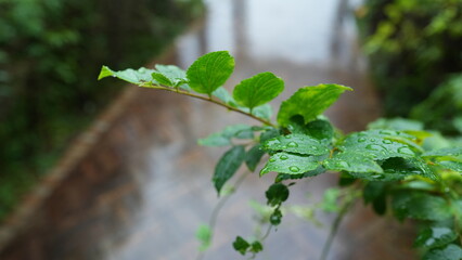 Obraz premium 庭の草木