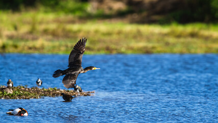 Great Cormorant, Phalacrocorax carbo, bird in flight over marshes