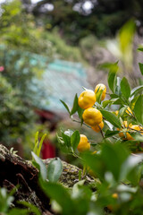 Obraz premium 鎌倉2410 光則寺37 みかん