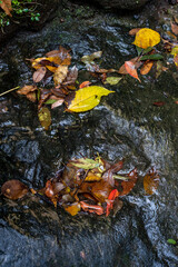 鎌倉2410　光則寺34　落ち葉