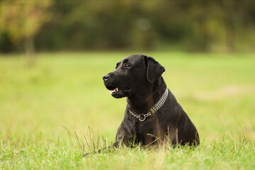 Adorable Labrador Retriever dog lying on green grass. Space for text