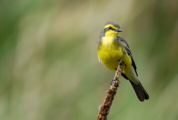 Fototapeta premium Yellow-browed tyrant 
