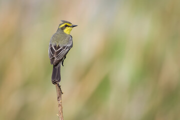 Yellow-browed tyrant 