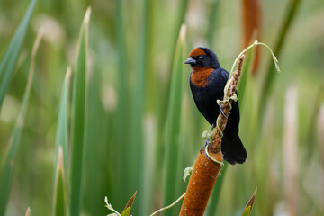 Chestnut-capped blackbird 