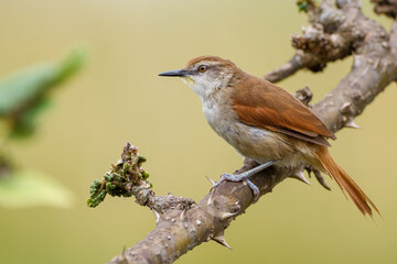 Obraz premium Yellow-chinned spinetail 