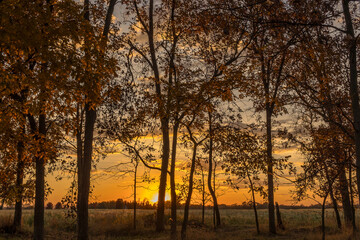 An orange sunset with the silhouette of hickory trees in the autumn, 