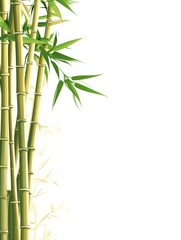 A vertical arrangement of bamboo stalks with green leaves against a white background.