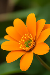 High resolution close up image of a orange flower in a green forest. Focus on the details of the orange flower including its texture flower finish and any safety features. Soft forest background
