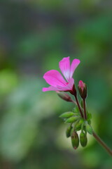 緑の中に咲くピンクのアイビーゼラニウム