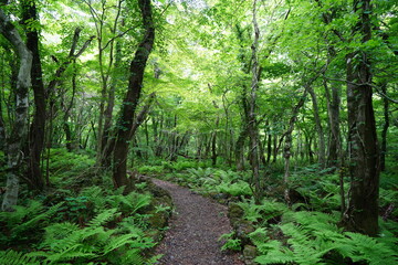 spring path to deep wild forest