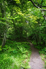 spring path to deep wild forest