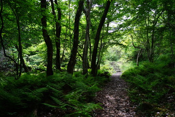 old wild forest with pathway