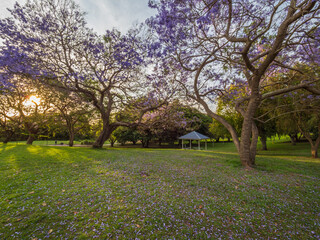 Naklejka premium Jacarandas Springtime Bloom in Parkland Picnic Table