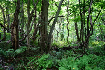 old wild forest in spring