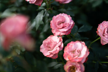 Obraz premium 淡いピンクの薔薇 秋バラ