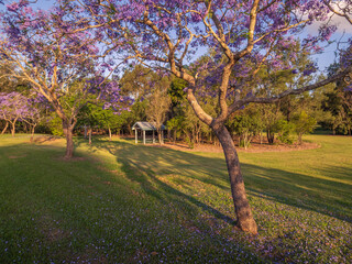 Jacarandas Springtime Bloom in Parkland Picnic Table