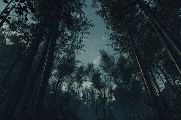 Obraz premium A serene bamboo forest with a view of the sky through tall, lush trees.