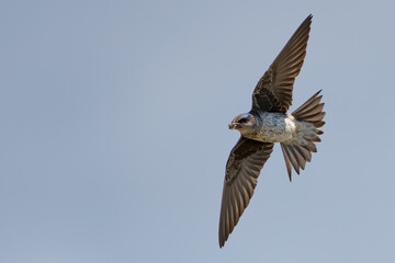Iridescent Purple Martins Near Their Nesting Box
