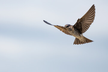 Iridescent Purple Martins Near Their Nesting Box
