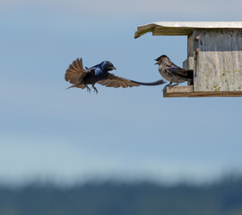 Iridescent Purple Martins Near Their Nesting Box