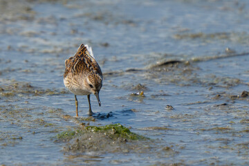 Western Sandpiper Foraging on a Tidal Mudflat
