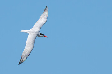 Caspian Tern Patrols His Territory