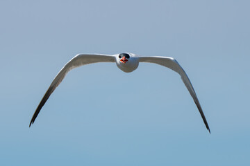 Caspian Tern Patrols His Territory