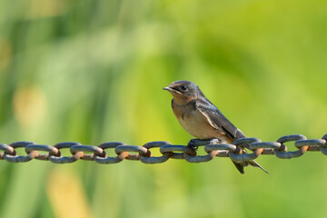 Young Barn Swallow Perches on Chain